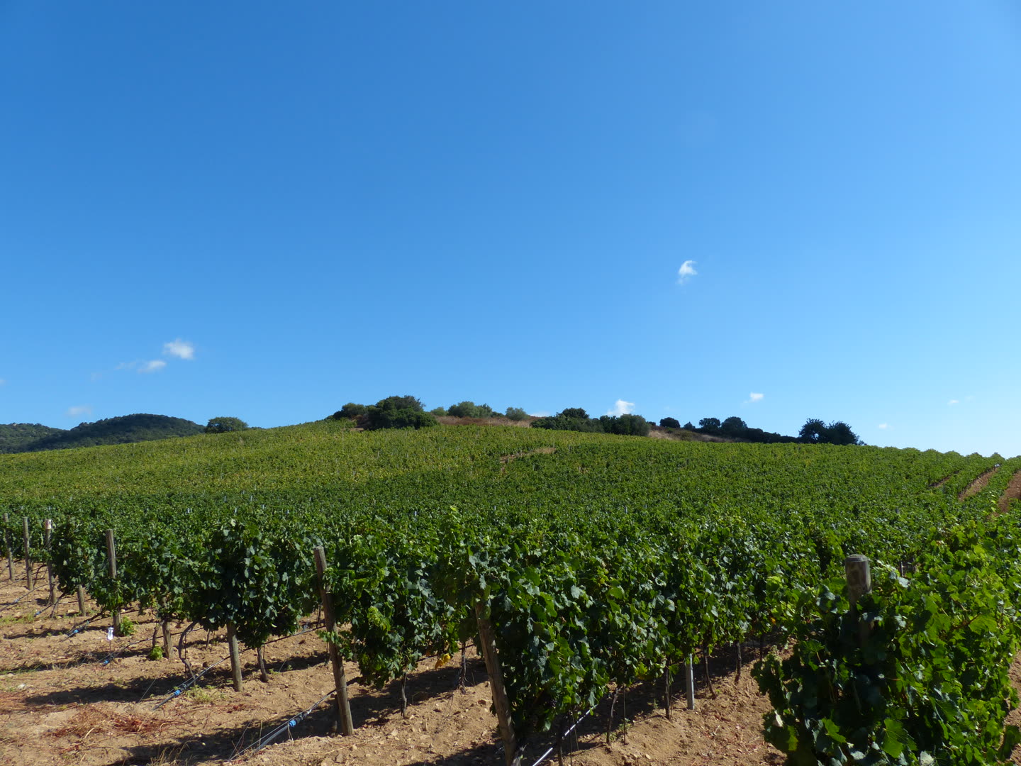 L'Azienda Kastià — i vigneti